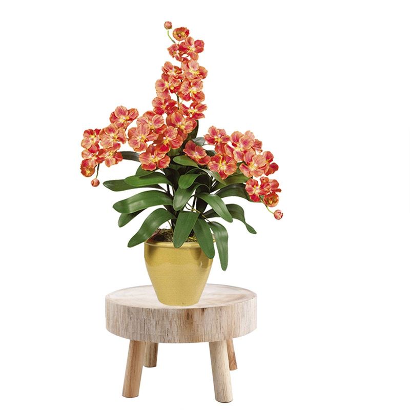 A53Q-Mini Houten Kruk Display  - Bonsai Garden Display Stands recensie en prijs